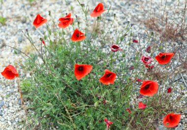 Ahyolu, Bulgaristan içinde büyüyen haşhaş