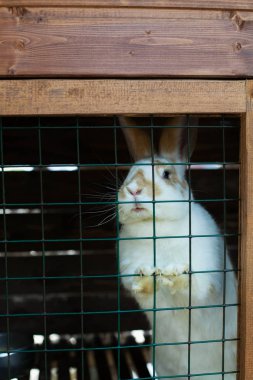 Çiftlikte kafeste oturan bir tavşan