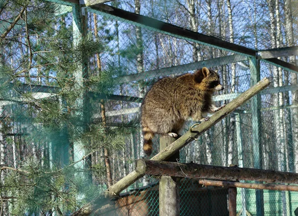 Een Racoon Klimmen Een Kooi — Stockfoto