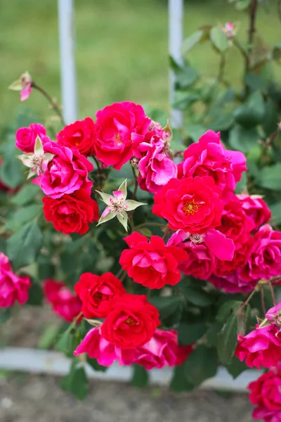 Rosas Crescendo Bulgária — Fotografia de Stock