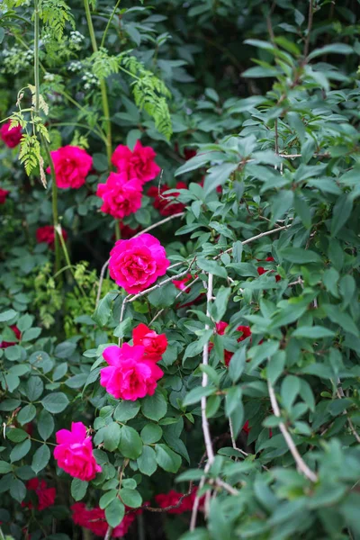 Rosas Crescendo Bulgária — Fotografia de Stock