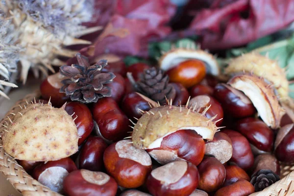 Een Decoratie Achtergrond Gemaakt Van Herfst Natuurlijke Materiaal — Stockfoto