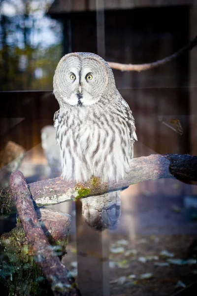 Tallin Hayvanat Bahçesinde Bir Bilge Baykuş — Stok fotoğraf