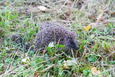 Puşkin'i parkta yürüyen bir sevimli kirpi