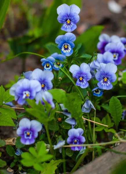 Field Pansies Looking You — Stock Photo, Image