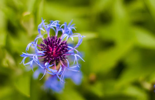 Blue Flower Isolated — Stock Photo, Image