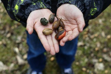 Bazı tohumlar, koni ve meşe palamutları tutan bir el
