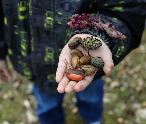 Bazı tohumlar, koni ve meşe palamutları tutan bir el