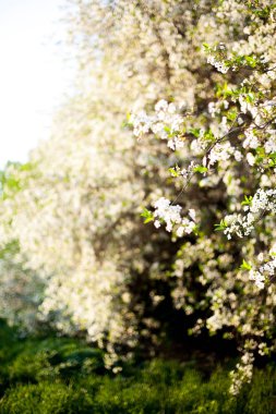 Elma ağacı çiçeği bahar gün batımı sırasında