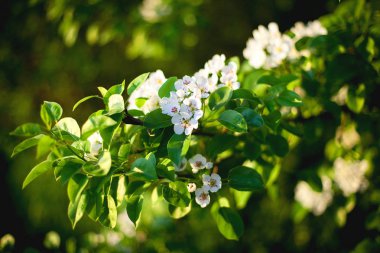 Elma ağacı çiçeği bahar gün batımı sırasında