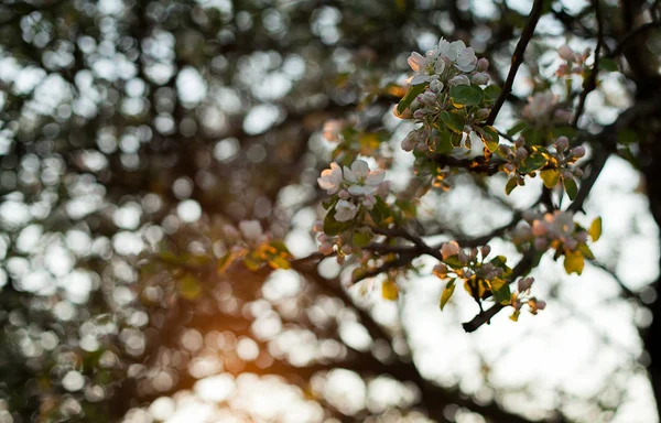 Apple Tree Blossom Spring Sunset — Stock Photo, Image