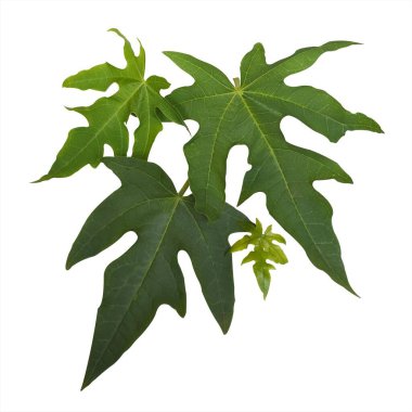 Papaya yaprağı fotoğrafları, papaya tek yaprağı.