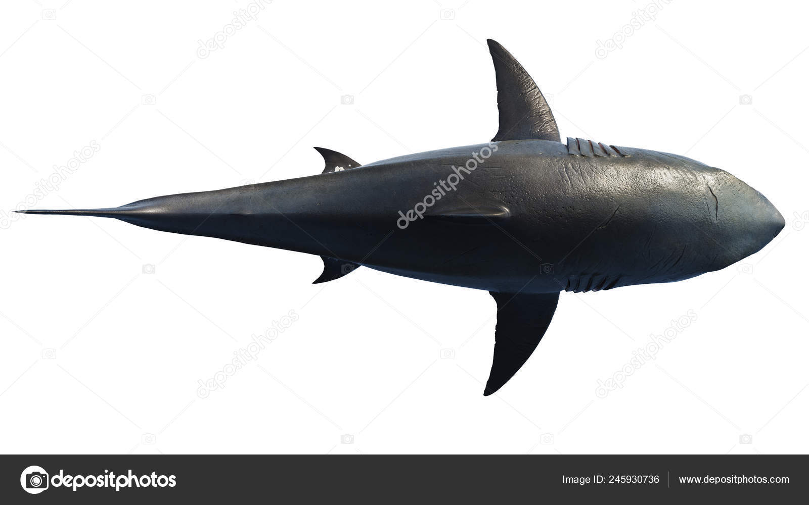 White Shark Marine Predator Big Top View Stock Photo C Artyustudio 245930736