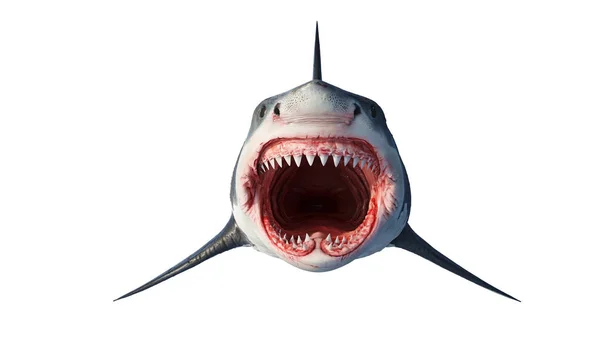 白鲨海产食肉动物, 前视 — 图库照片