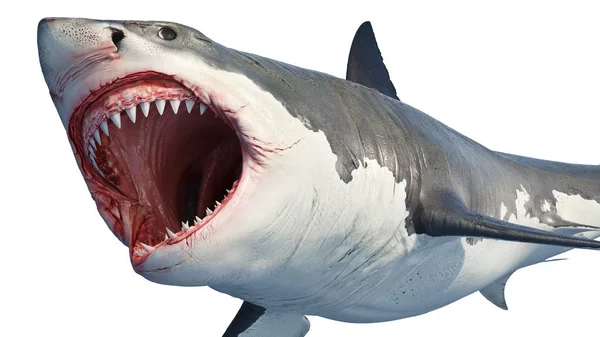 White shark marine predator — Stock Photo, Image