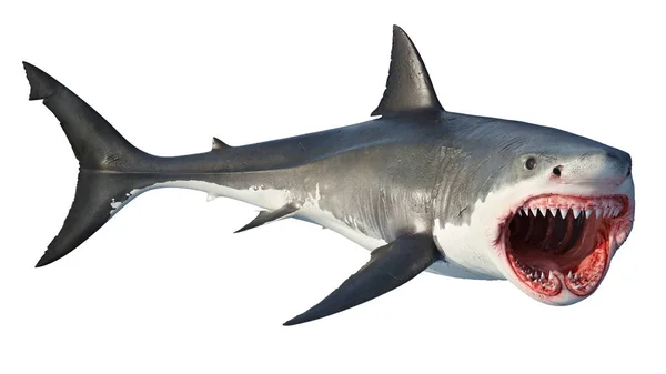 White shark marine predator big open mouth — Stock Photo, Image