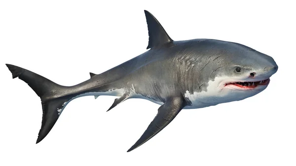 Tubarão branco predador marinho grande — Fotografia de Stock