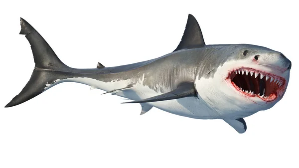 Beyaz köpek balığı deniz avcı büyük açık ağız — Stok fotoğraf