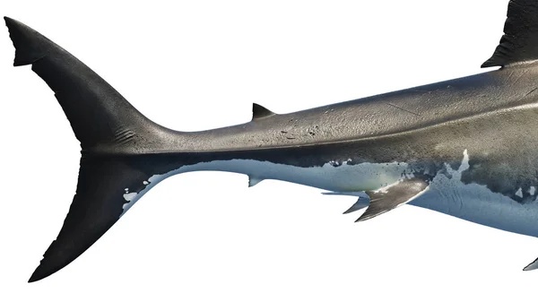 Tubarão branco predador marinho cauda grande, vista lateral — Fotografia de Stock