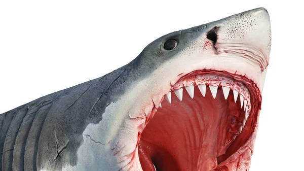 White shark marine predator, close view — Stock Photo, Image