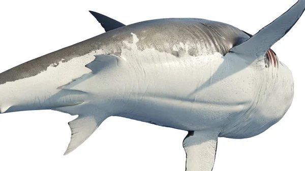 Tiburón blanco depredador marino gran vientre, vista inferior — Foto de Stock