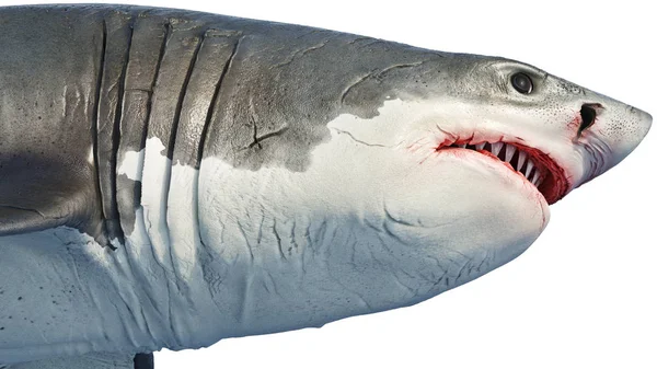 Cabeça de predador marinho de tubarão branco grande, vista lateral — Fotografia de Stock