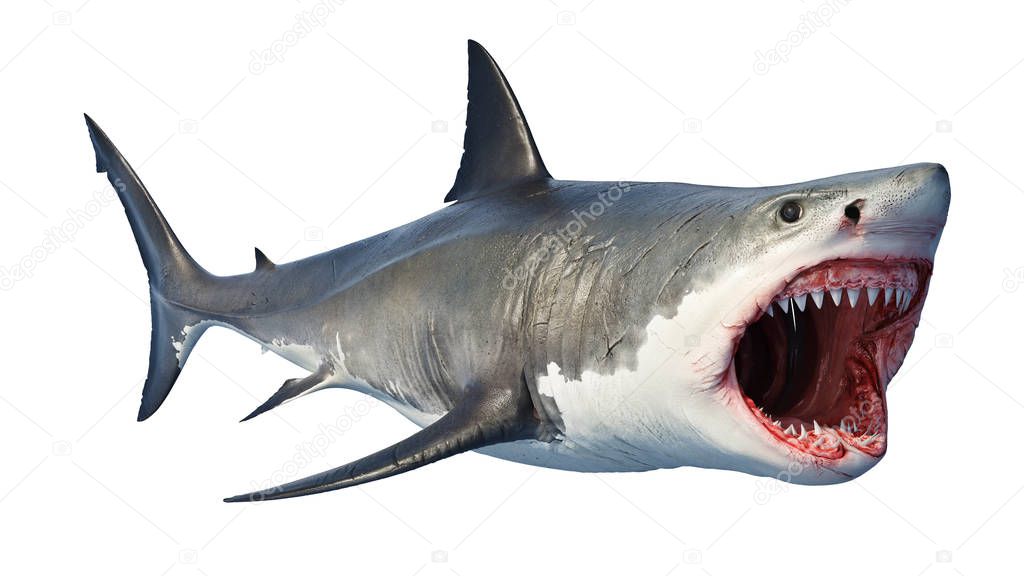 White shark marine predator big open mouth