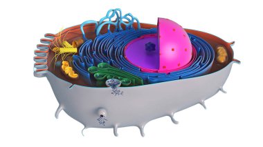 Kesitteki hayvan hücresi, çok renkli