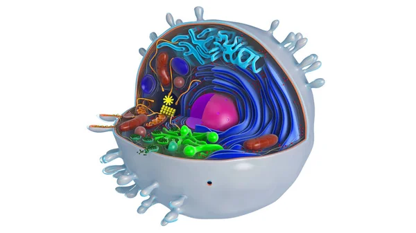 Celda animal en sección, multicolor con núcleo — Foto de Stock