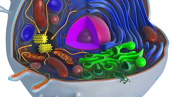 Buňka Animal v sekci, vícebarevné, blízké zobrazení — Stock fotografie