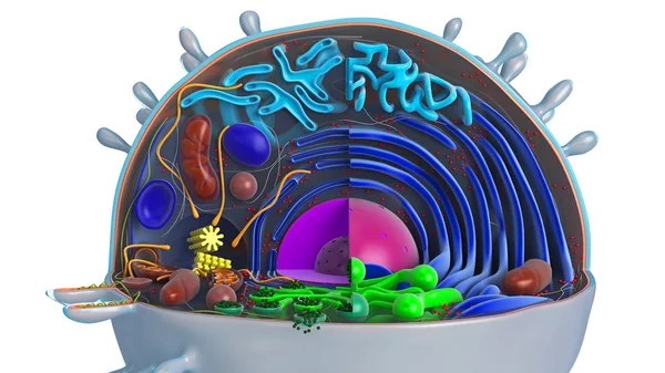 Cellule animale en section, multicolore — Photo