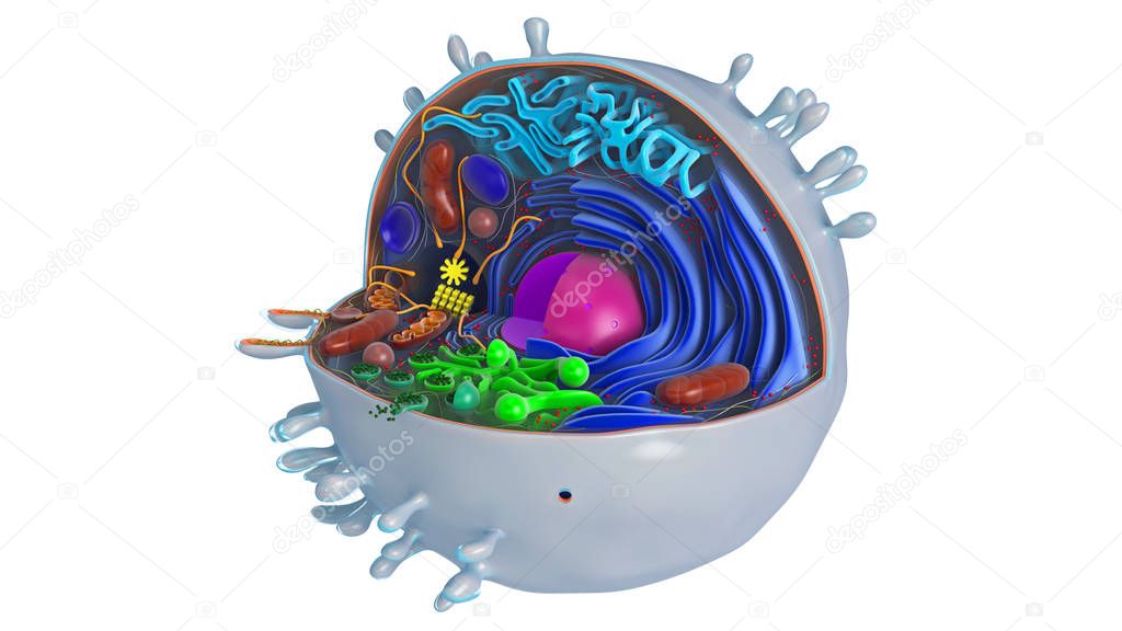 Animal cell in section, multi-colored with core