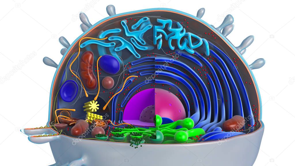 Animal cell in section, multi-colored