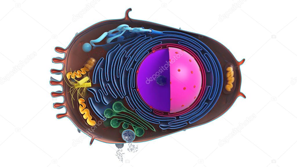 Animal cell in section, multi-colored
