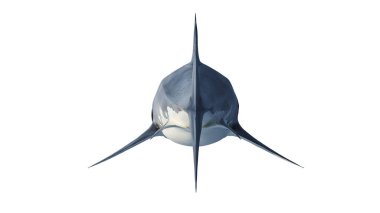 Beyaz köpekbalığı deniz yırtıcı, geri görünümü