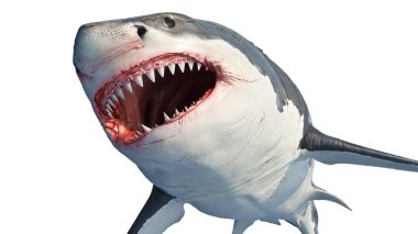White shark marine predator clipart