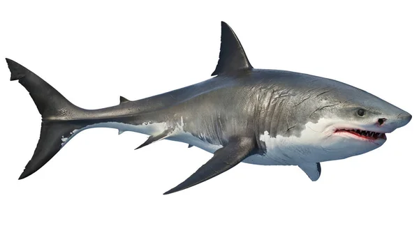 White shark marine predator big — Stock Photo, Image