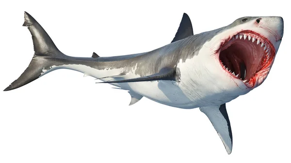 Rekin biały drapieżnik morskich duże otwarte usta — Zdjęcie stockowe
