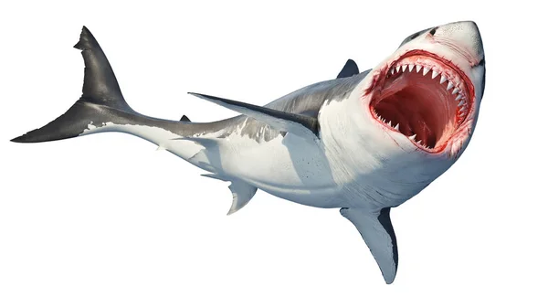 Bílý žralok mořského predátora Velká otevřená ústa — Stock fotografie