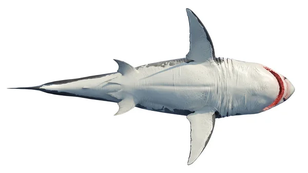 White shark marine predator big, bottom view — Stock Photo, Image