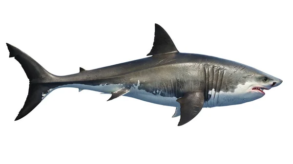 Depredador marino tiburón blanco grande, vista lateral —  Fotos de Stock