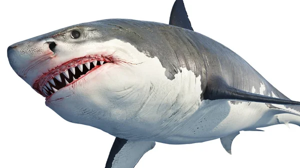 Depredador marino tiburón blanco grande — Foto de Stock
