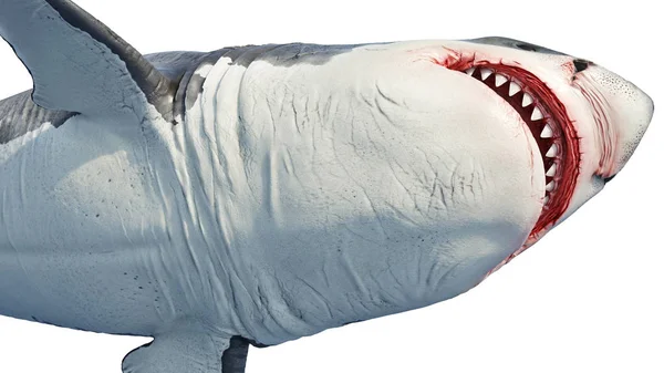 Tubarão branco predador marinho barriga grande, vista inferior — Fotografia de Stock