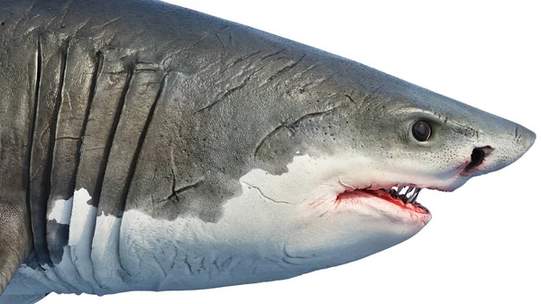 Cabeça de predador marinho de tubarão branco grande, vista lateral — Fotografia de Stock
