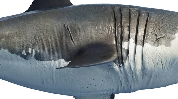 Predador marinho tubarão branco grande, vista lateral — Fotografia de Stock