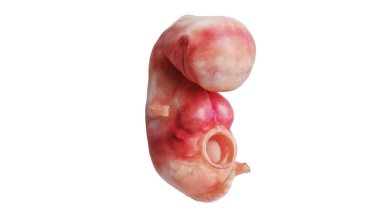 İnsan embriyosu cenini doğmamış.