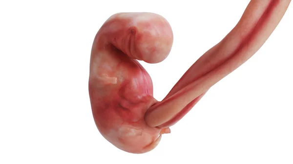 Ungeborener menschlicher Embryo — Stockfoto