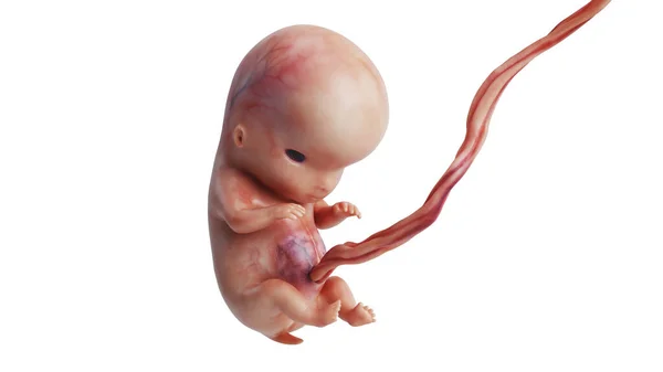 Embrione feto umano non ancora nato — Foto Stock