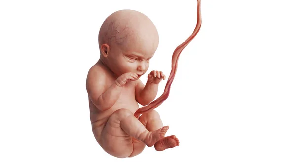 未出生的胎儿 — 图库照片