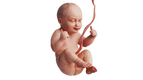 Embrião feto humano bebê por nascer bonito — Fotografia de Stock